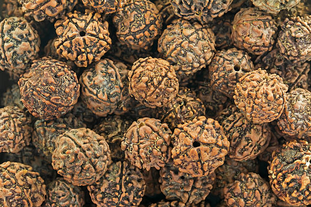 Rudraksha - the Benefits and Spiritual Power